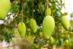 mango pakistan