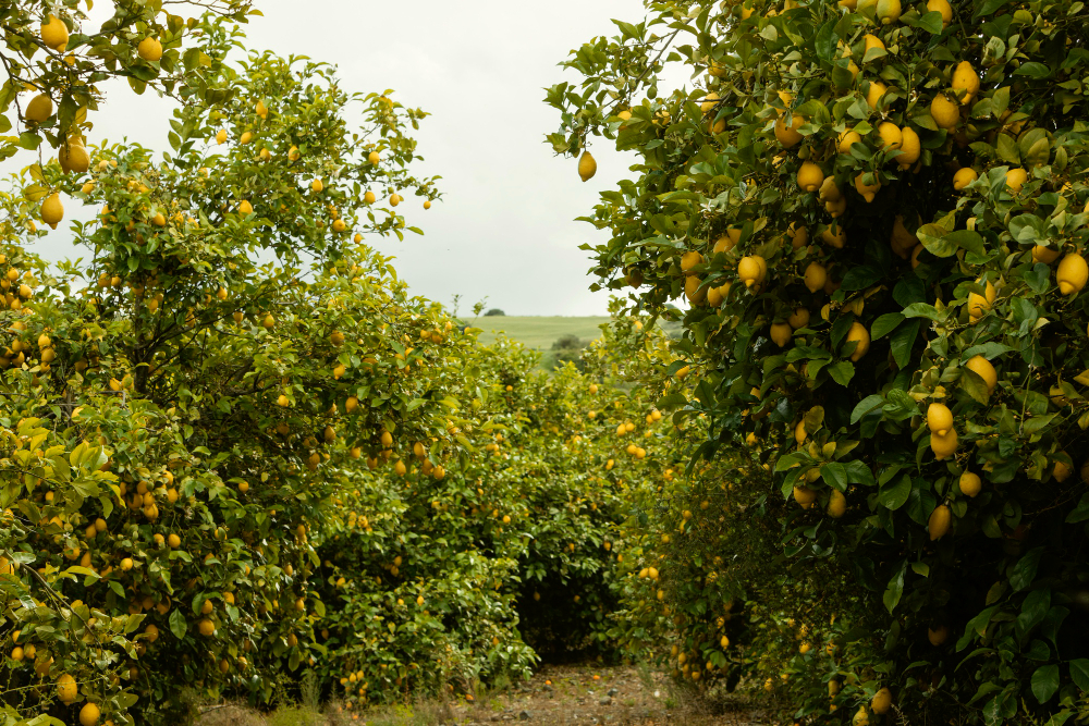 mango pakistan